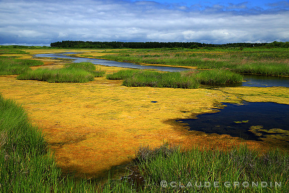 Marais salé - Salt marsh