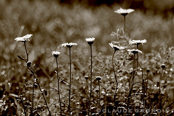 Image noir et blanc de marguerites dans la rosée du matin