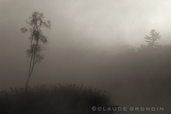 Black and white image of the silhouette of two trees  through a dense fog