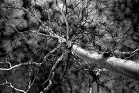Image noir et blanc d'un bouleau blanc dont le tronc et les blanches montent vers un ciel aux nuages cotonneux