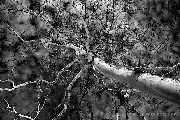 Image noir et blanc d'un bouleau blanc dont le tronc et les blanches montent vers un ciel aux nuages cotonneux