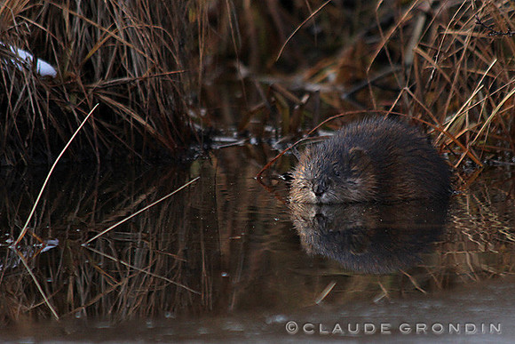 Castor au repos - Beaver resting