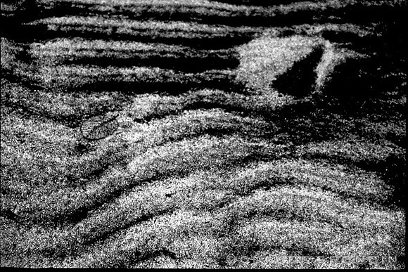 Black and white image of the bottom of a lake