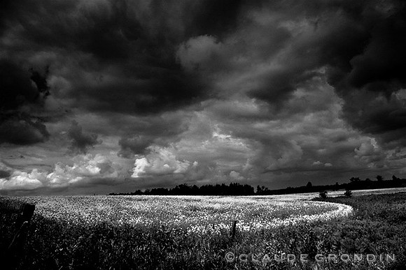Image noir et blanc d'un champ de canola sous un ciel menaçant