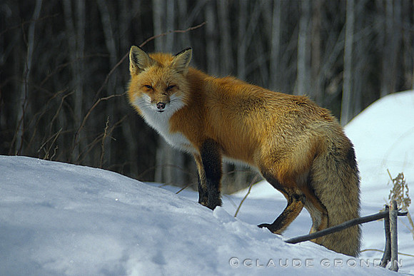 Rusé comme un renard - Sly as a fox