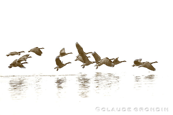 Envol réussi - Successful take-off