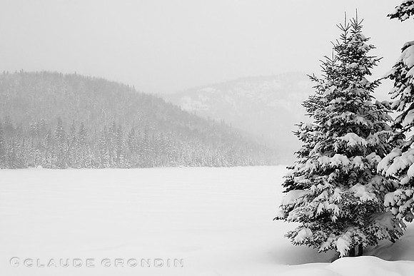 Arbre chargé de neige avec montagnes dans la tempête