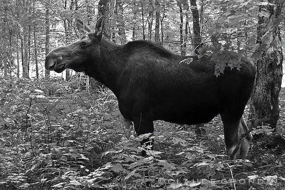 Rencontre inattendue - Unexpected encounter