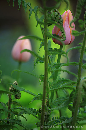 "Tulipes roses entourées de fougères"