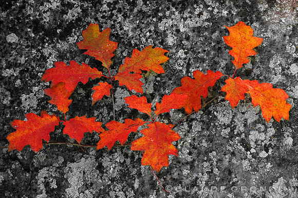 Feuilles de chênes "en feu" - Oak leaves "on fire"